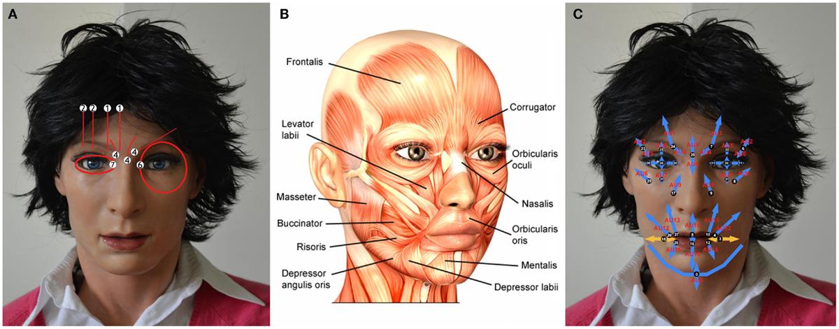 Scientific diagram illustrating facial muscle movements for different emotions, focusing on fear and disgust