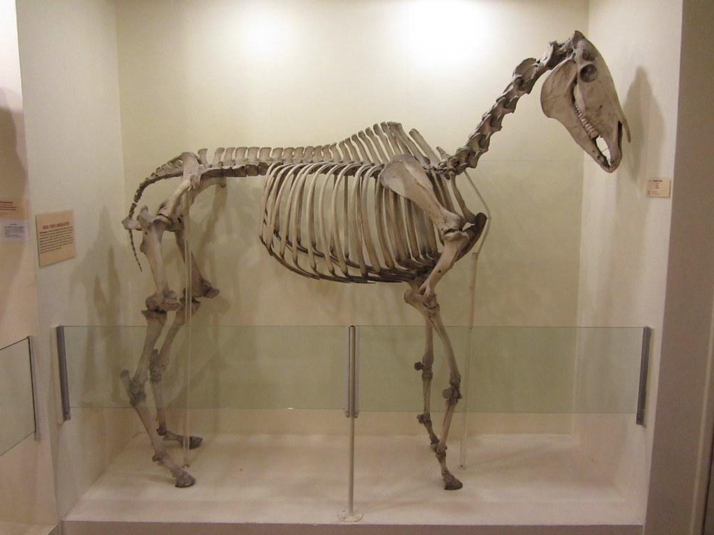 Comparison of horse and cat skeletons showing differences in spine flexibility