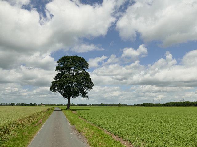 A serene landscape with a solitary tree as the focal point, positioned off-center with a winding road leading to it